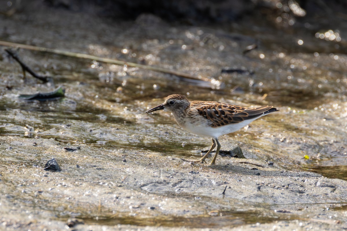 Least Sandpiper - ML640727709