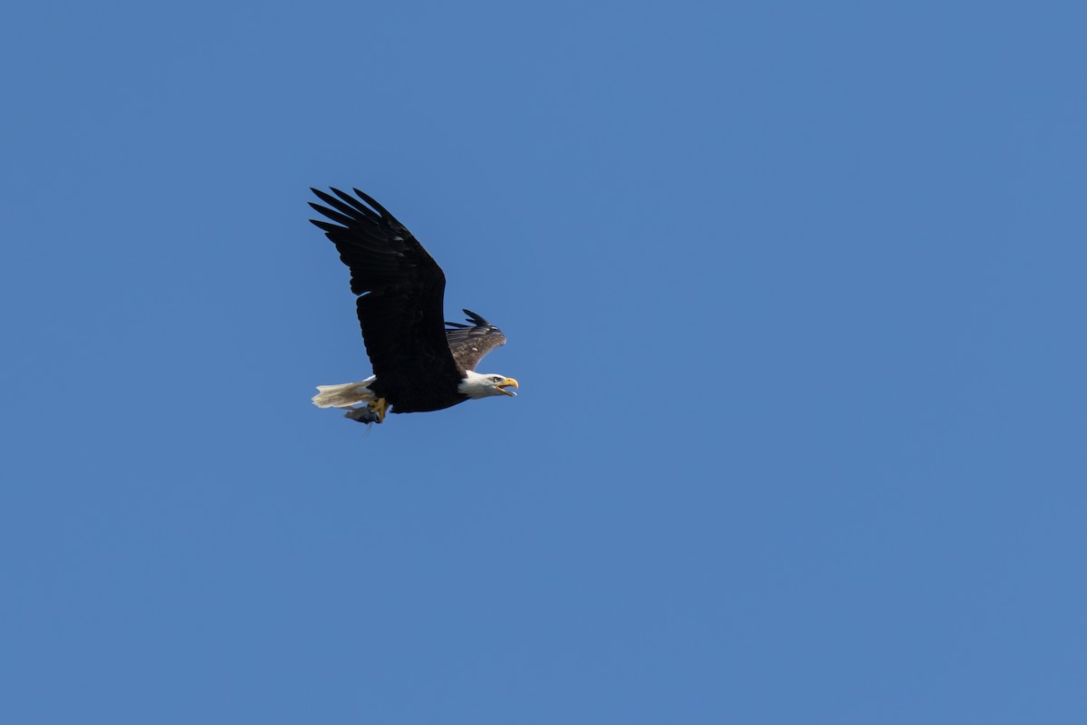 Bald Eagle - ML640727726