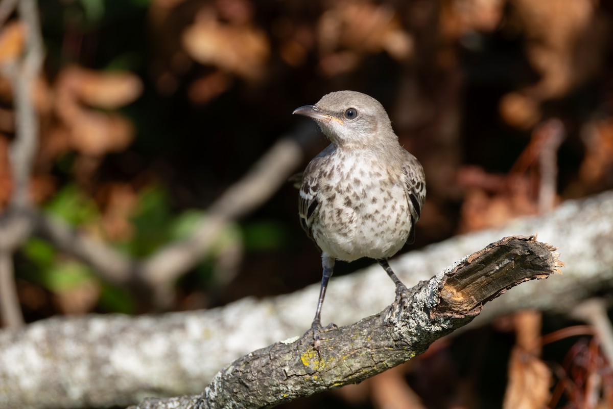Northern Mockingbird - ML640727732