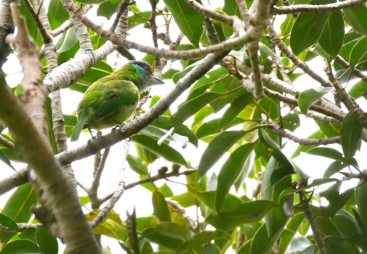 Turquoise-throated Barbet - ML640727759