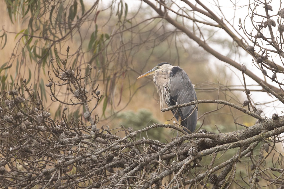 Great Blue Heron - ML640727778