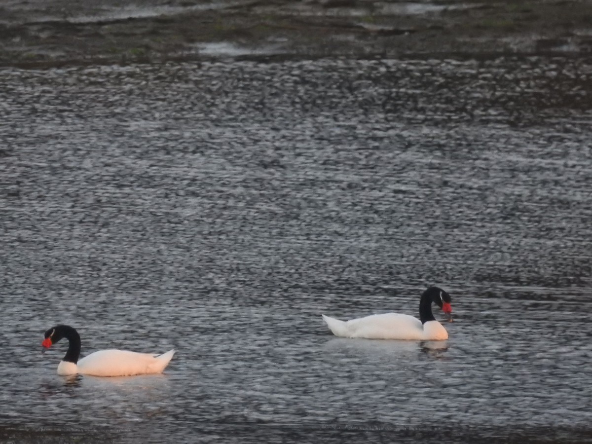 Black-necked Swan - ML640727826