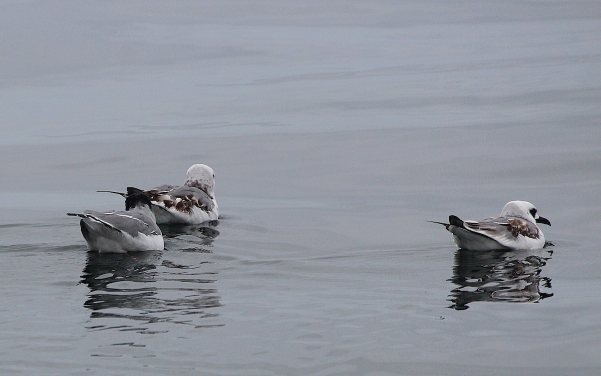 Swallow-tailed Gull - ML640727883