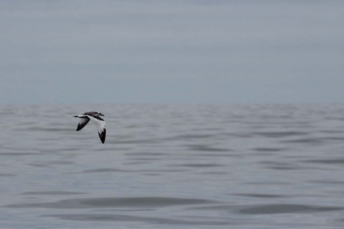 Swallow-tailed Gull - ML640727885