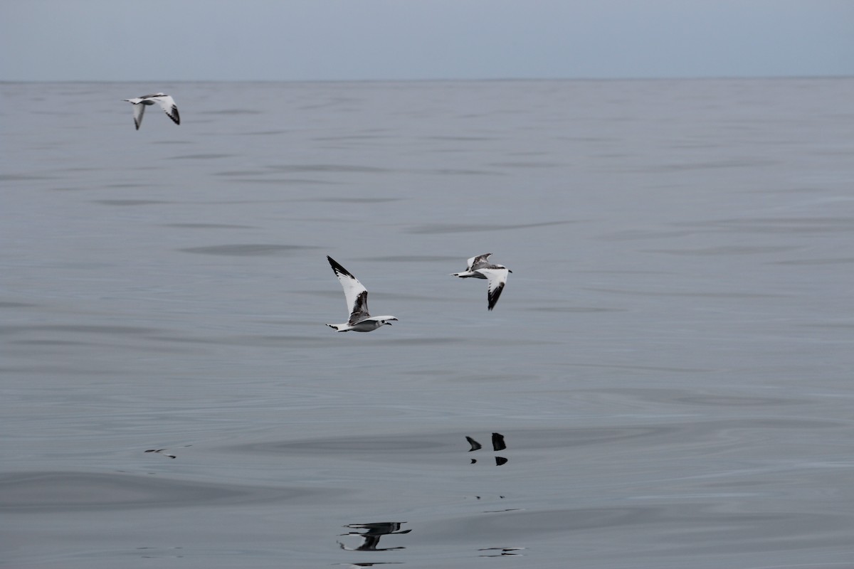 Swallow-tailed Gull - ML640727887
