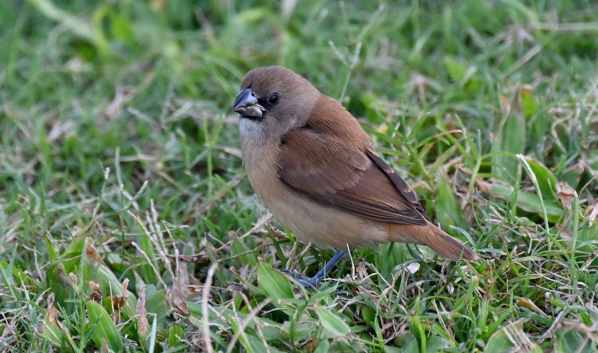 キンパラ - ML640727897