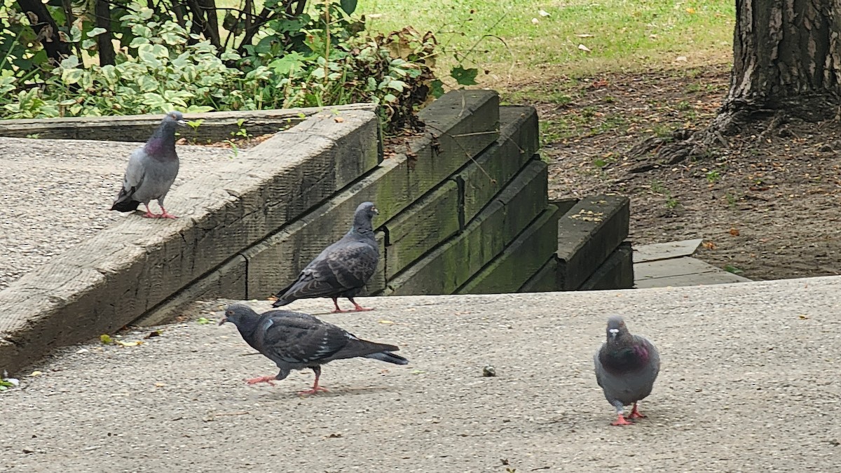 Rock Pigeon (Feral Pigeon) - ML640727921