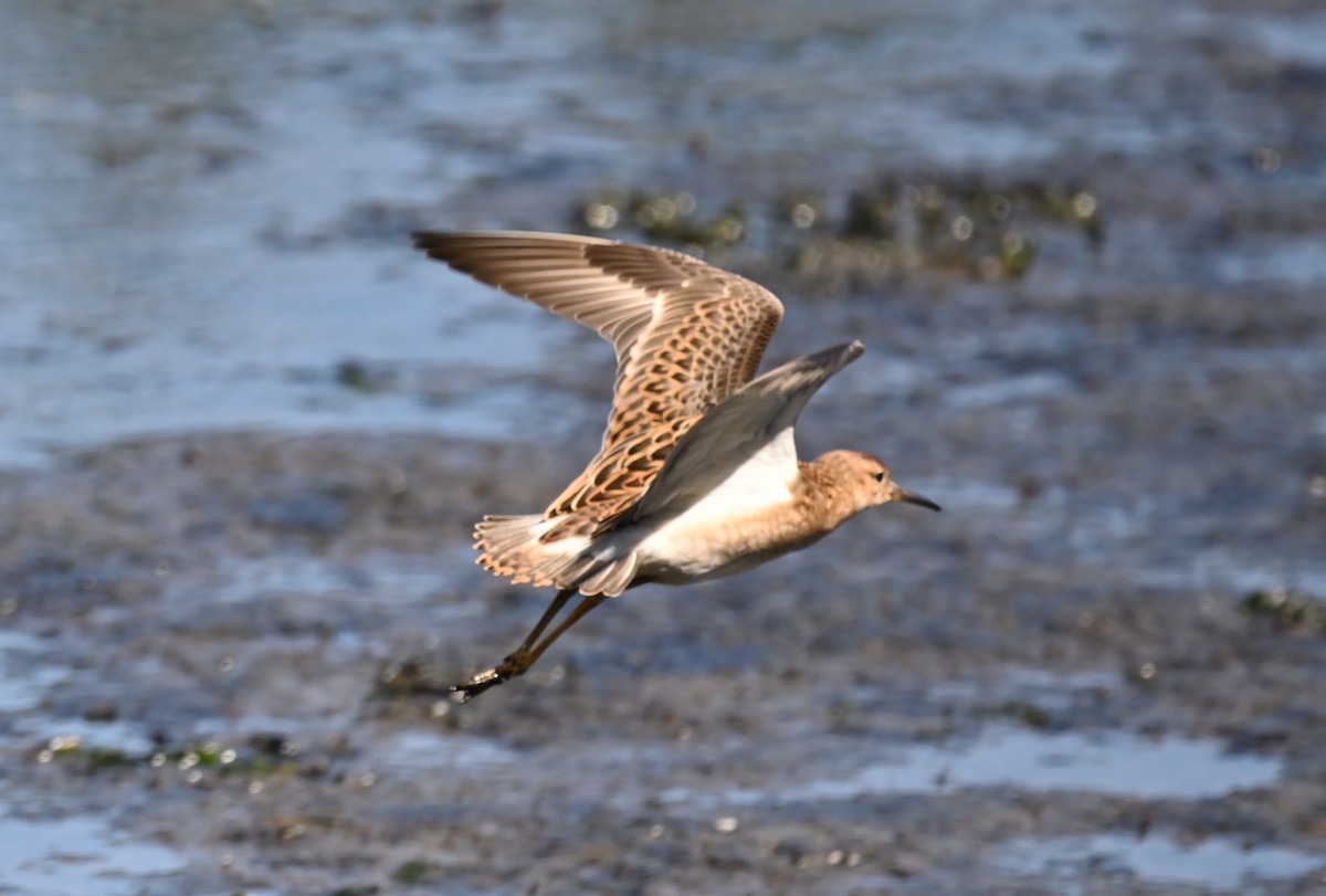 Ноцоо элсэг - ML640727926