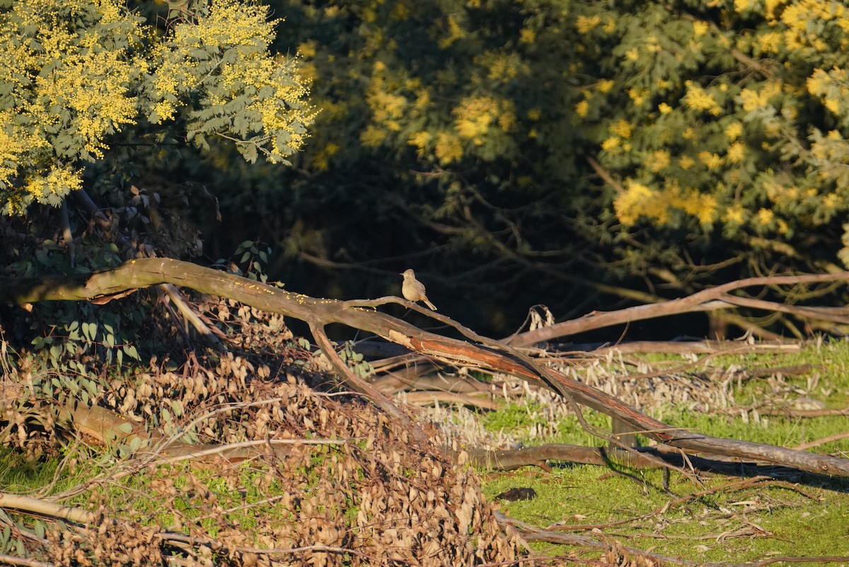 Great Shrike-Tyrant - ML640727930