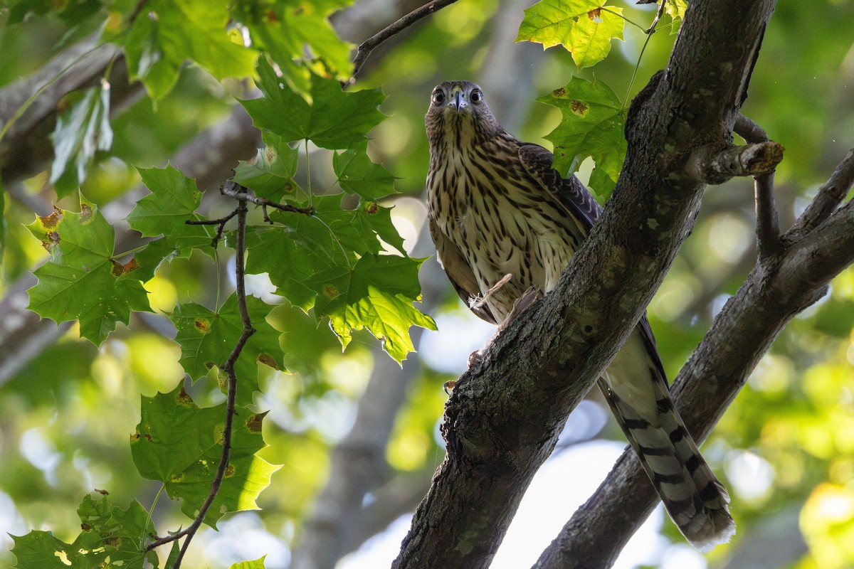 Cooper's Hawk - ML640727942
