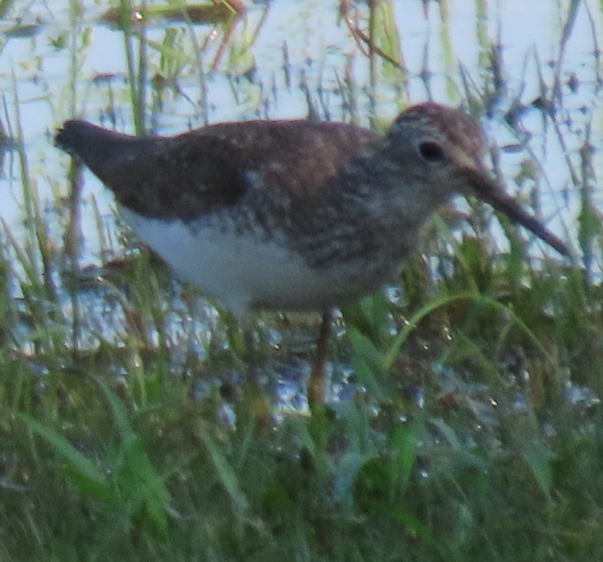 Solitary Sandpiper - ML640727955