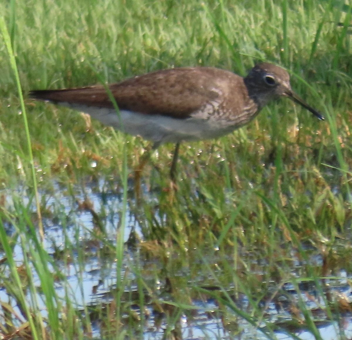 Solitary Sandpiper - ML640727956