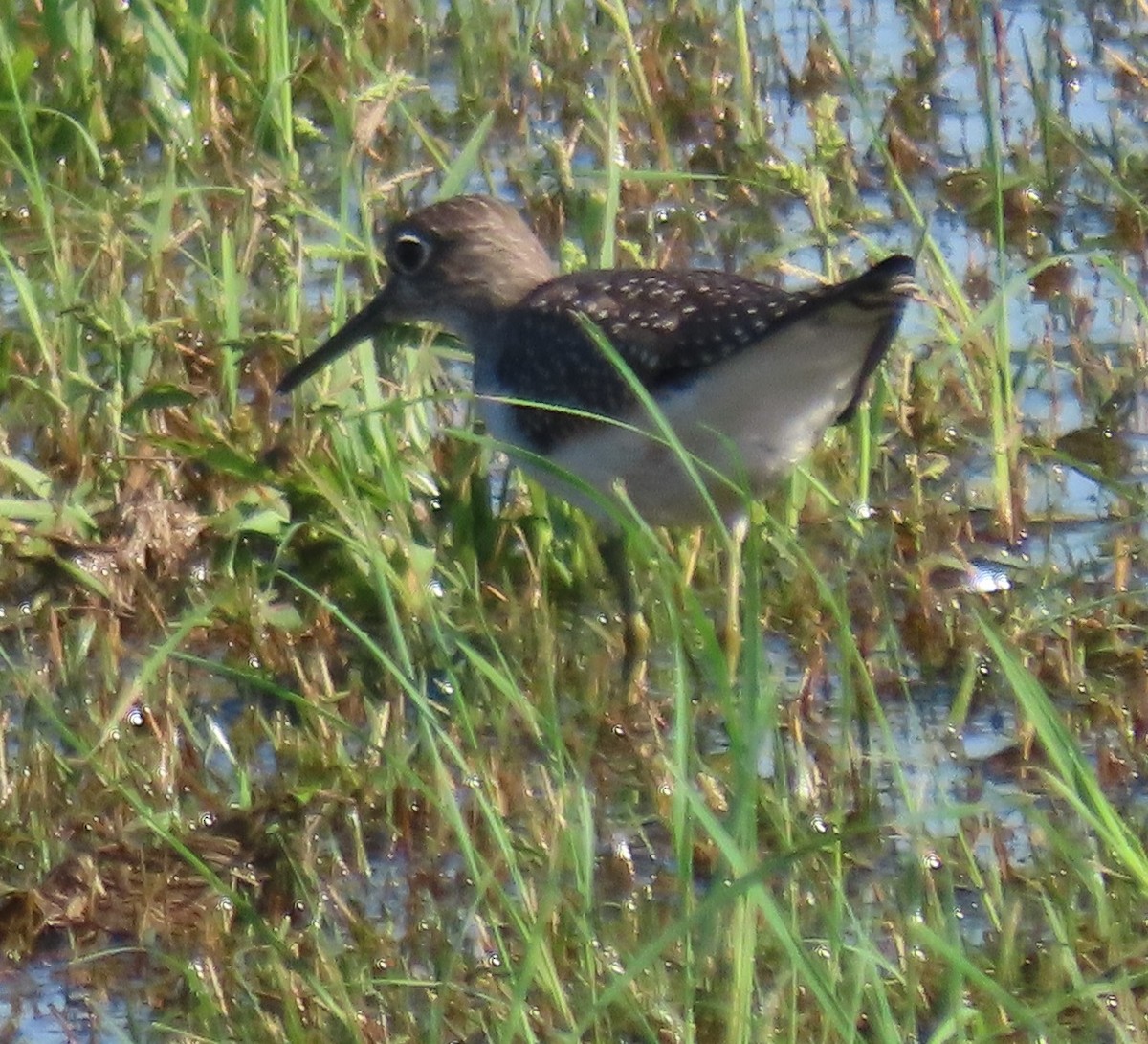 Solitary Sandpiper - ML640727957