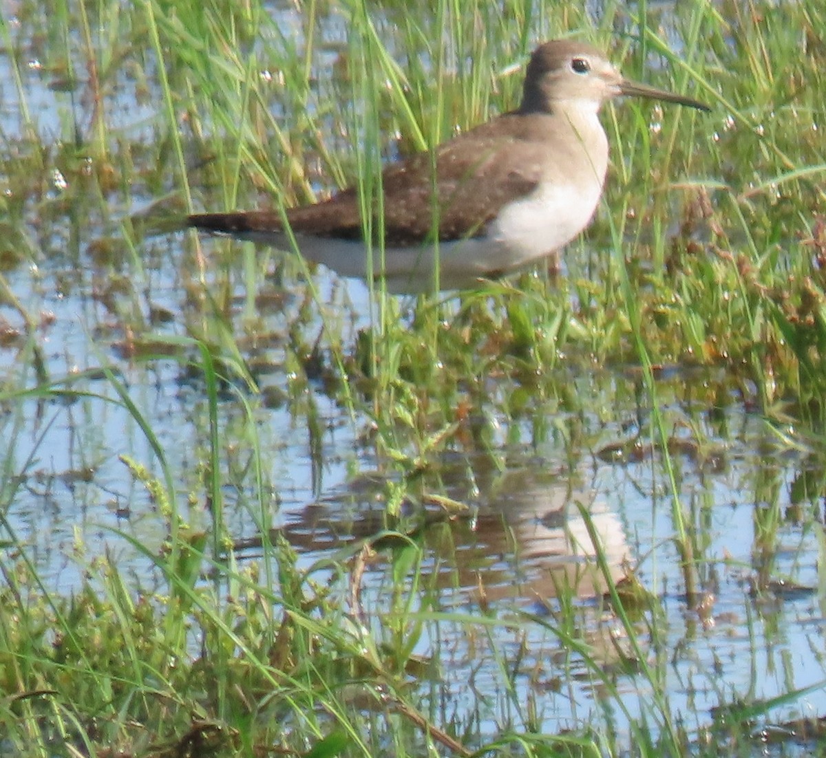Solitary Sandpiper - ML640727958