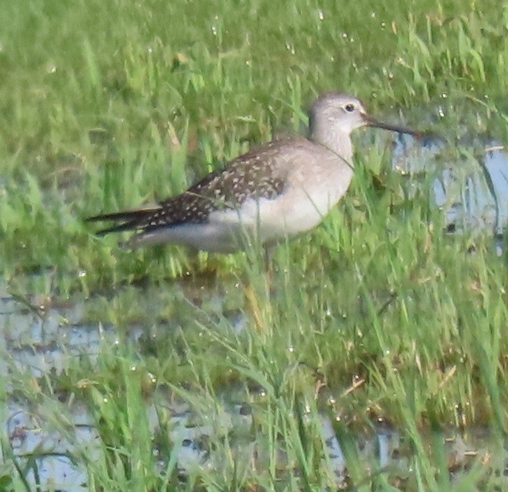 Lesser Yellowlegs - ML640727971