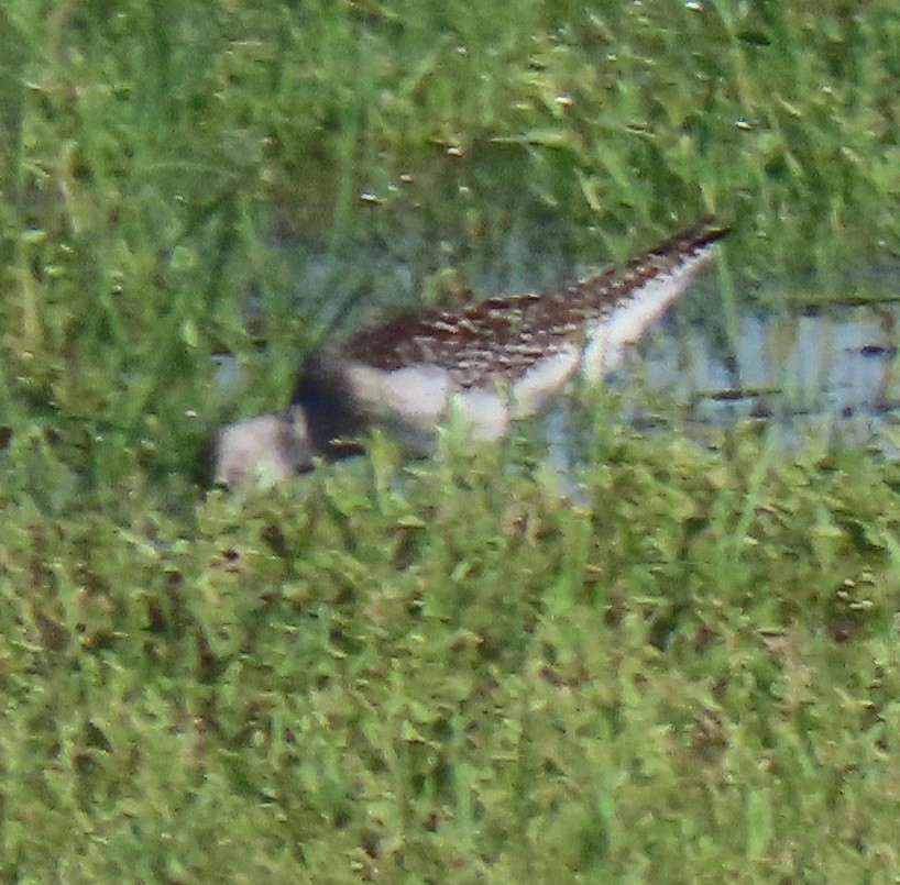 Lesser Yellowlegs - ML640727972