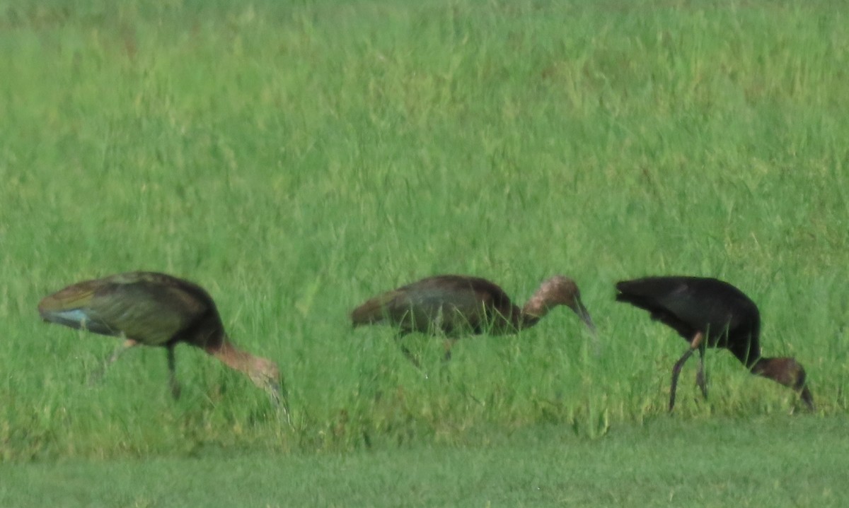 White-faced Ibis - ML640727987