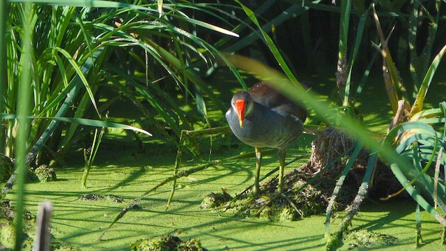 Common Gallinule - ML640727994