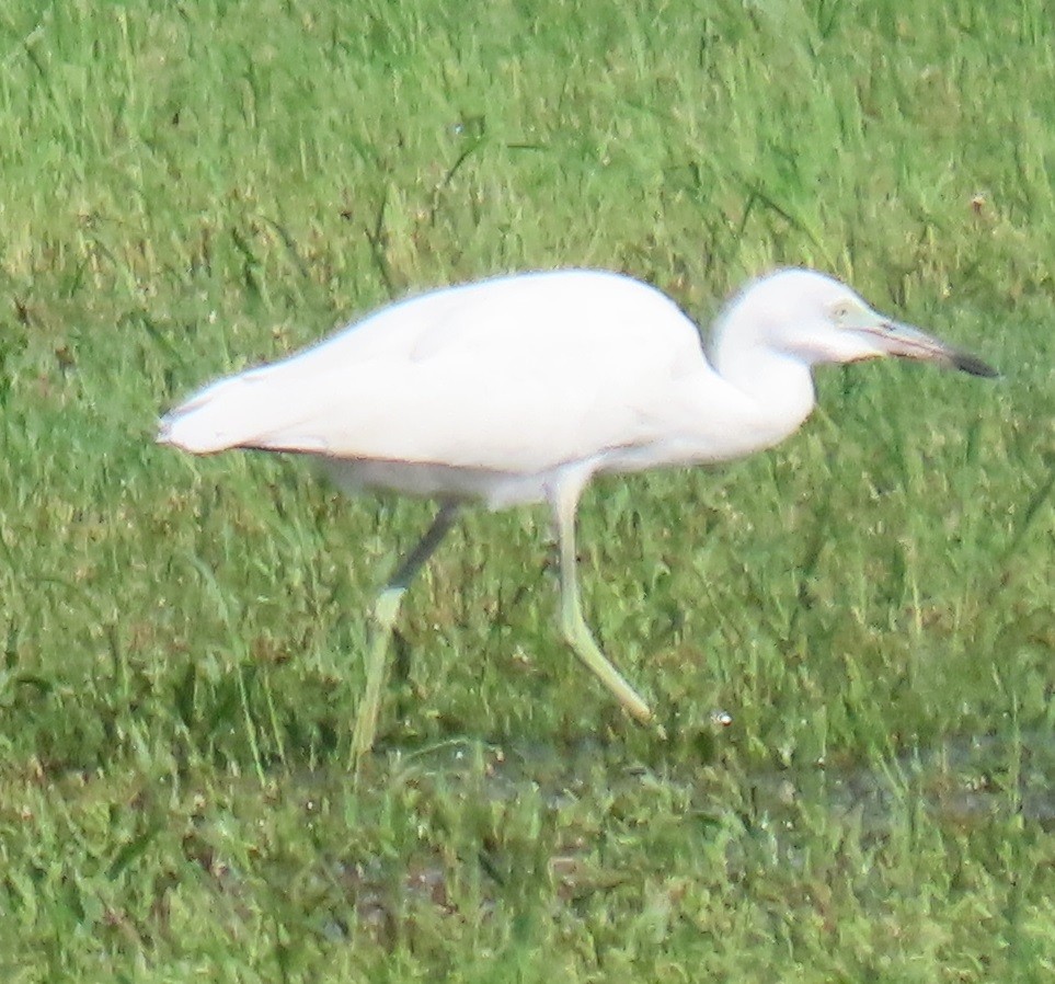 Little Blue Heron - ML640727999