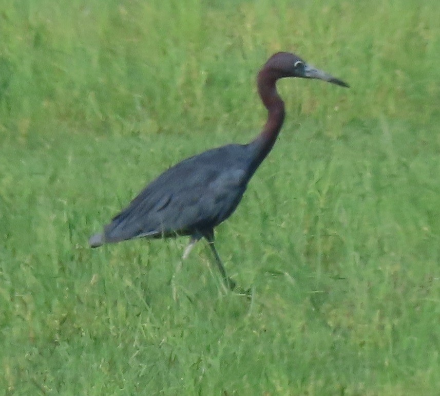 Little Blue Heron - ML640728000