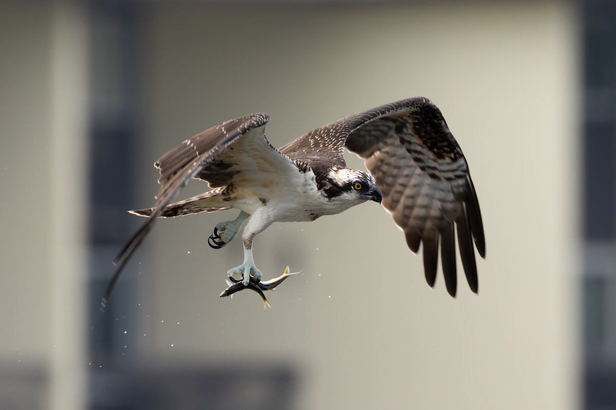 Osprey - ML640728002