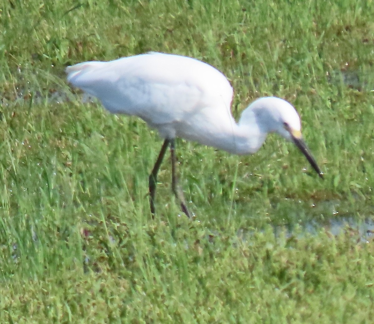 Snowy Egret - ML640728010