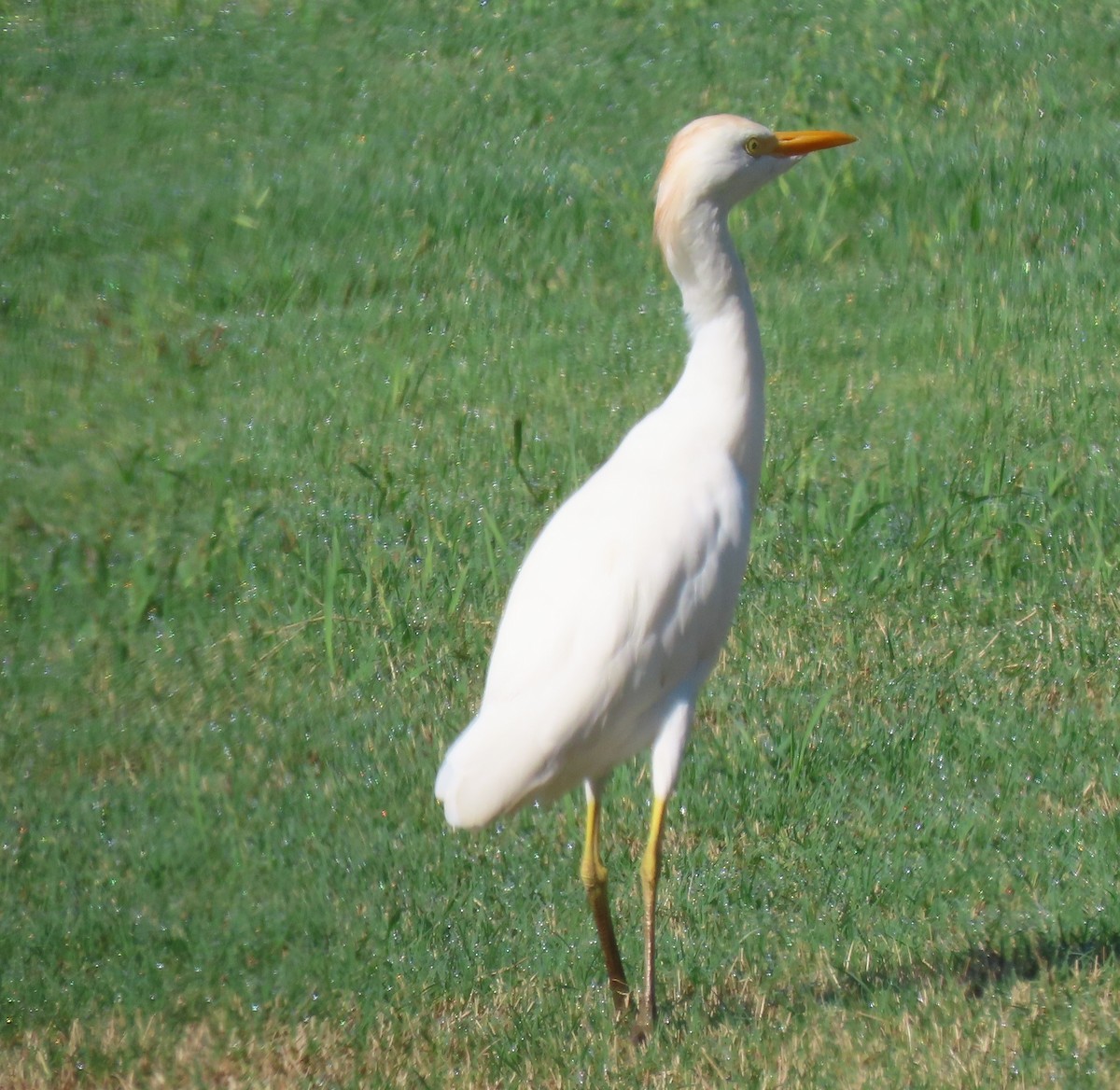 Western Cattle-Egret - ML640728020
