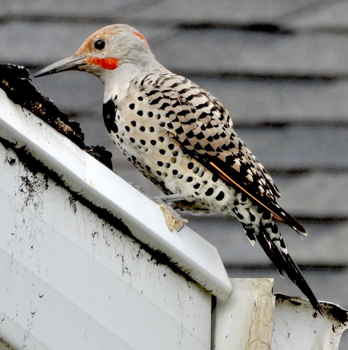 Northern Flicker - ML640728026