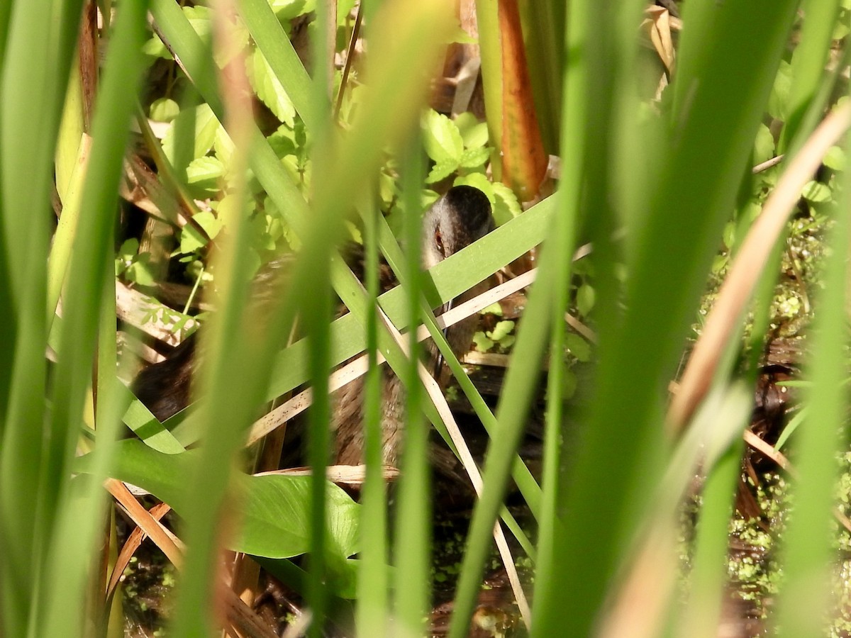 Virginia Rail - ML640728028