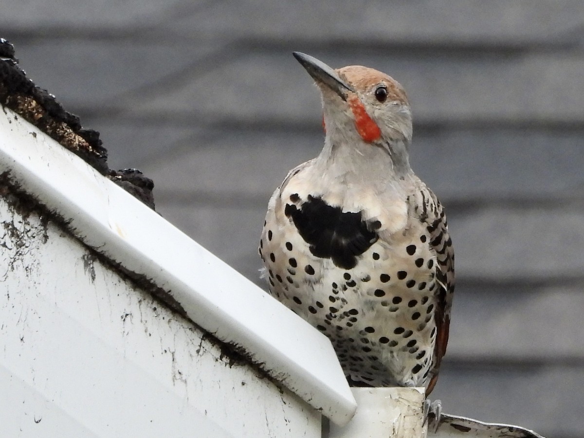 Northern Flicker - ML640728039