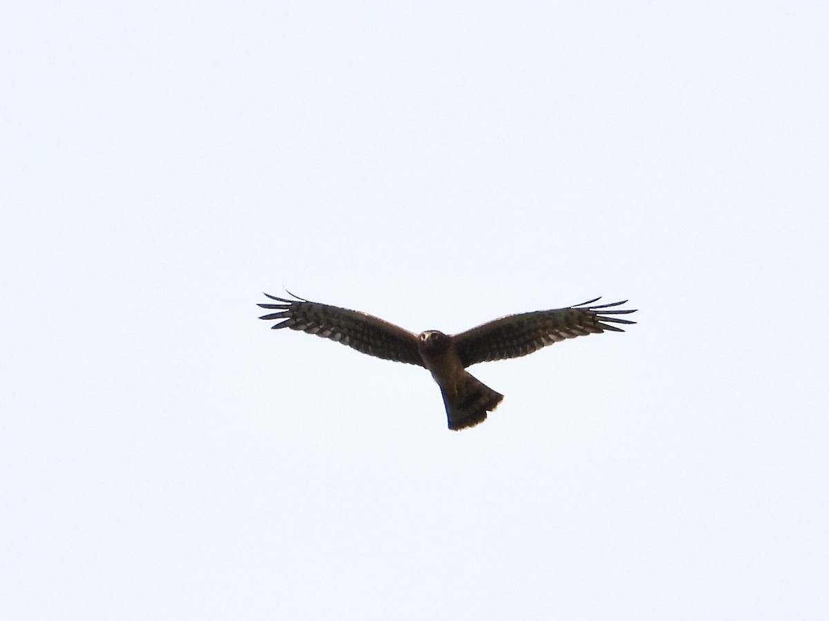 Northern Harrier - ML640728063