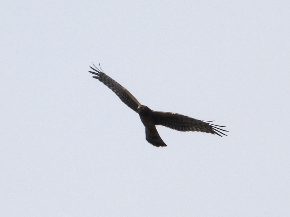 Northern Harrier - ML640728064