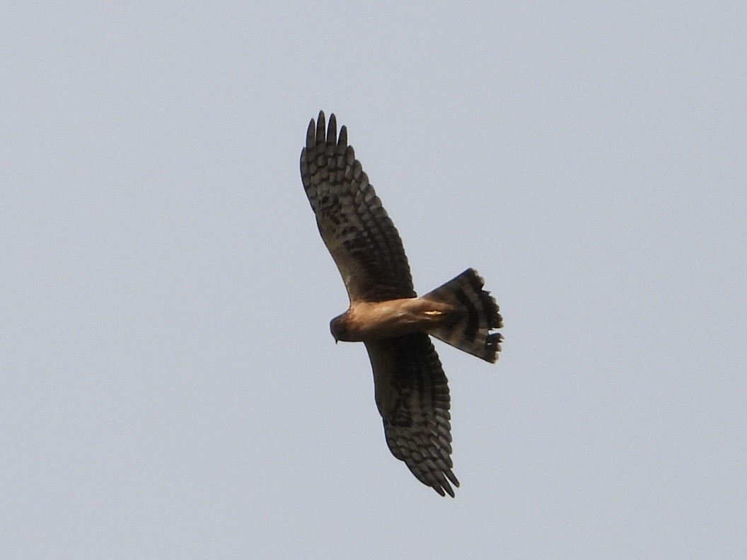 Northern Harrier - ML640728065