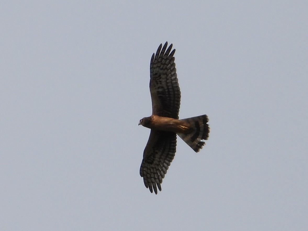 Northern Harrier - ML640728066