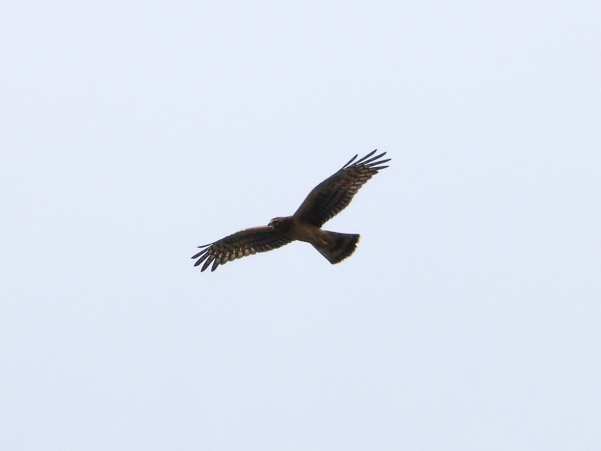 Northern Harrier - ML640728067