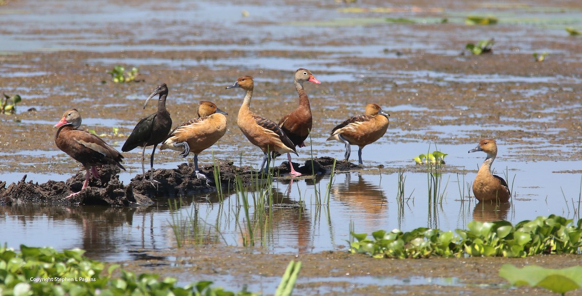 Fulvous Whistling-Duck - ML640728080