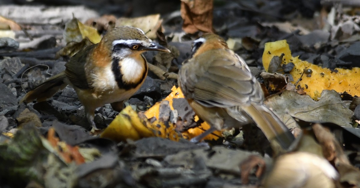 Lesser Necklaced Laughingthrush - ML640728133
