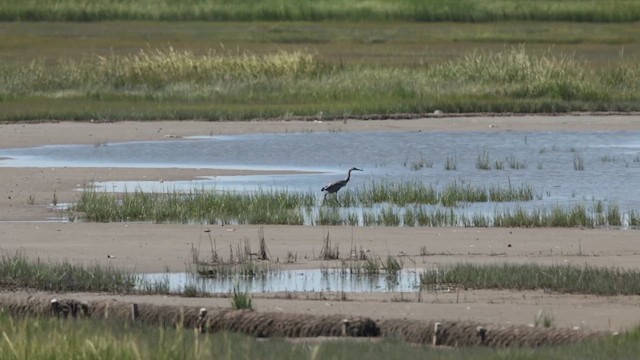 Reddish Egret - ML640728165