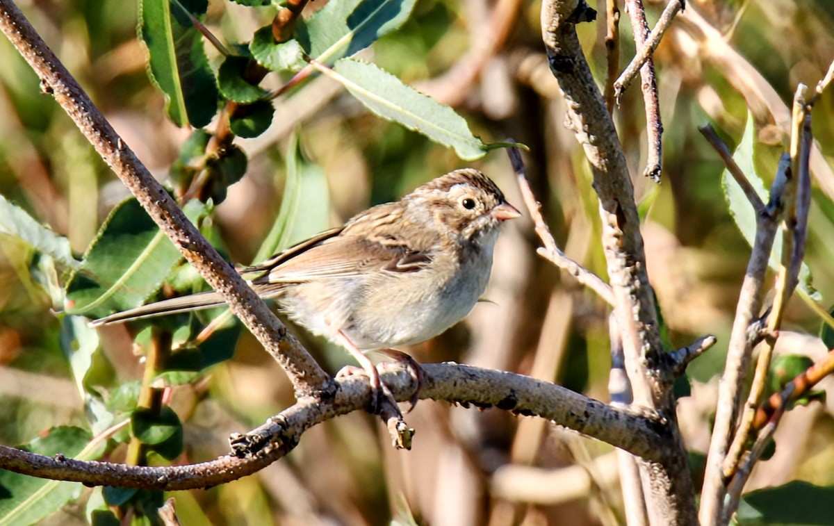 Brewer's Sparrow - ML640728194