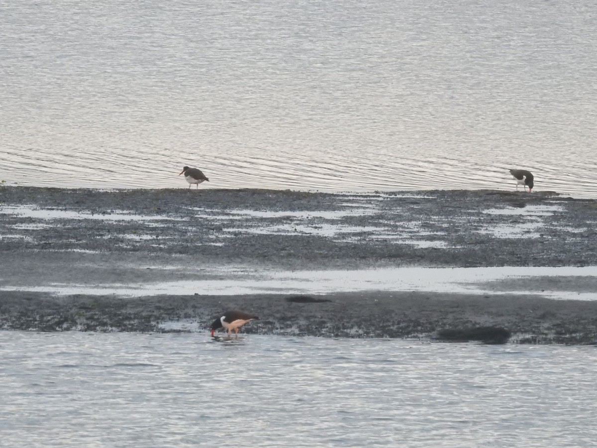 American Oystercatcher - ML640728196