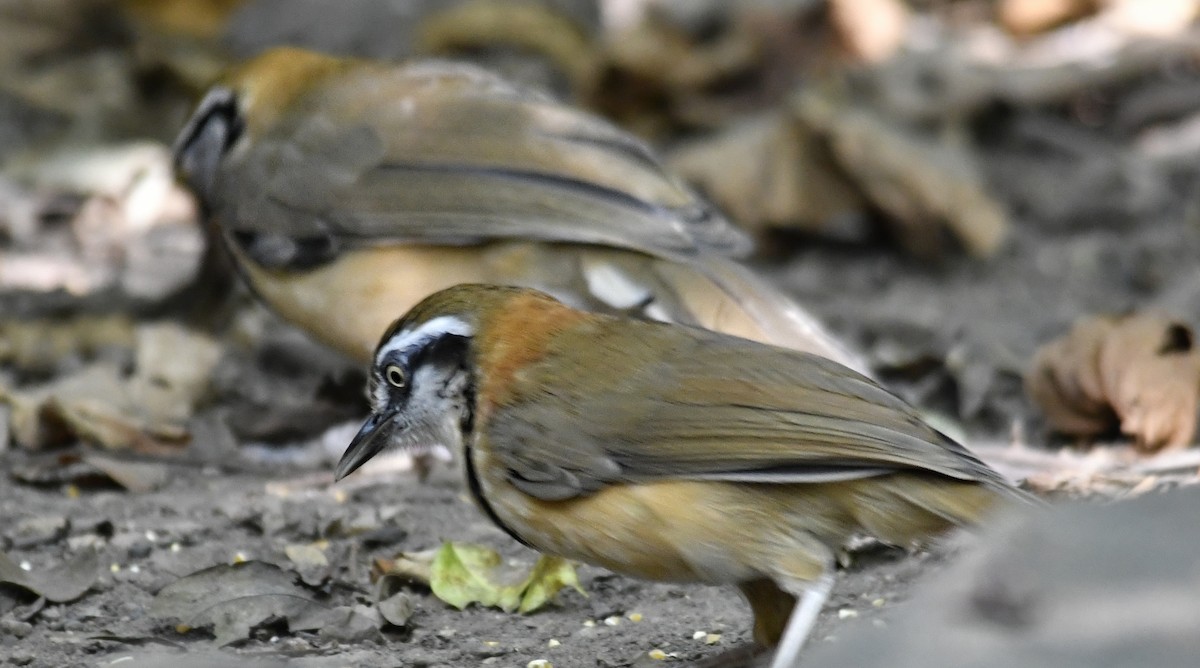 Lesser Necklaced Laughingthrush - ML640728208