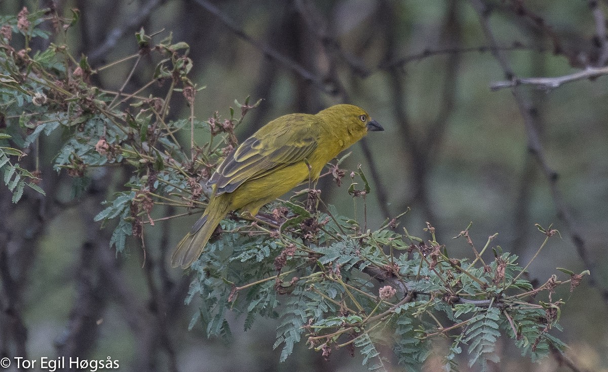 Holub's Golden-Weaver - ML64072821