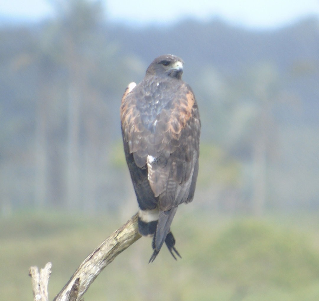 White-tailed Hawk - ML640728257