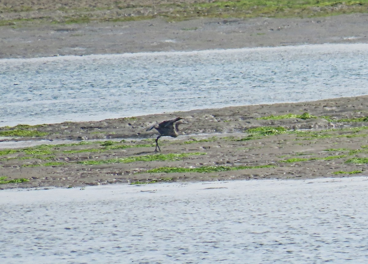 Reddish Egret - ML640728273