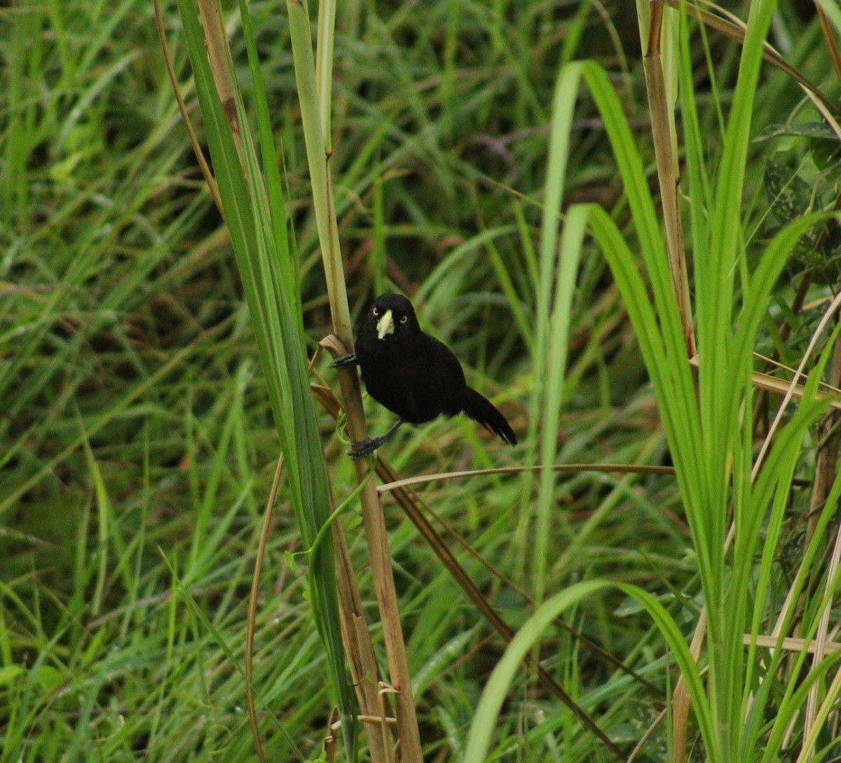 Yellow-billed Cacique - ML640728299