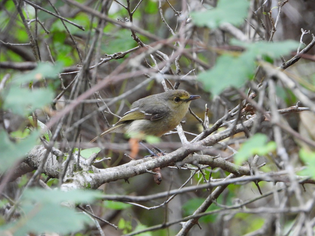 arawakvireo - ML640728304