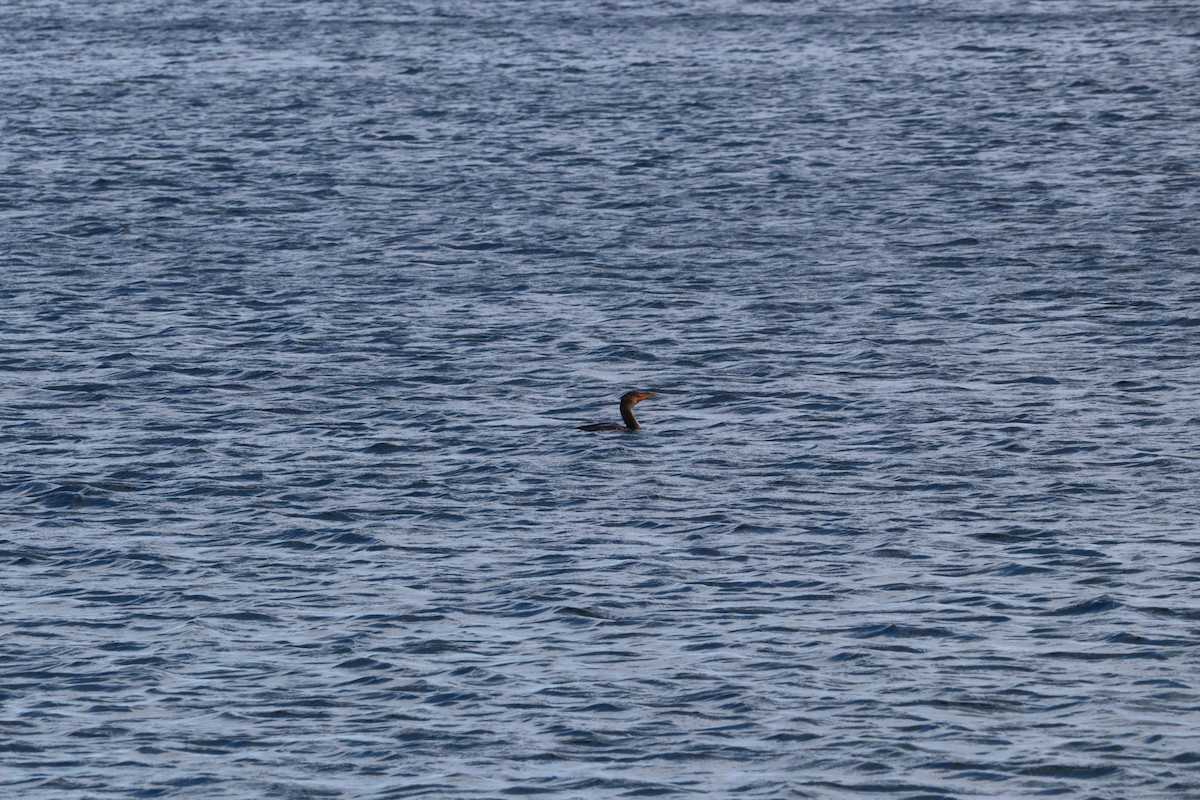 Great/Double-crested Cormorant - ML640728345