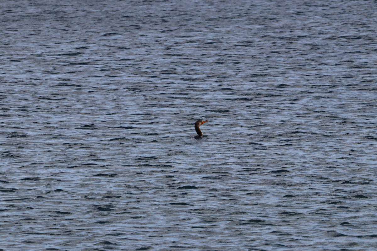 Great/Double-crested Cormorant - ML640728346