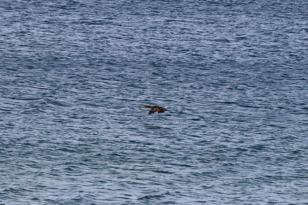 Great/Double-crested Cormorant - ML640728347