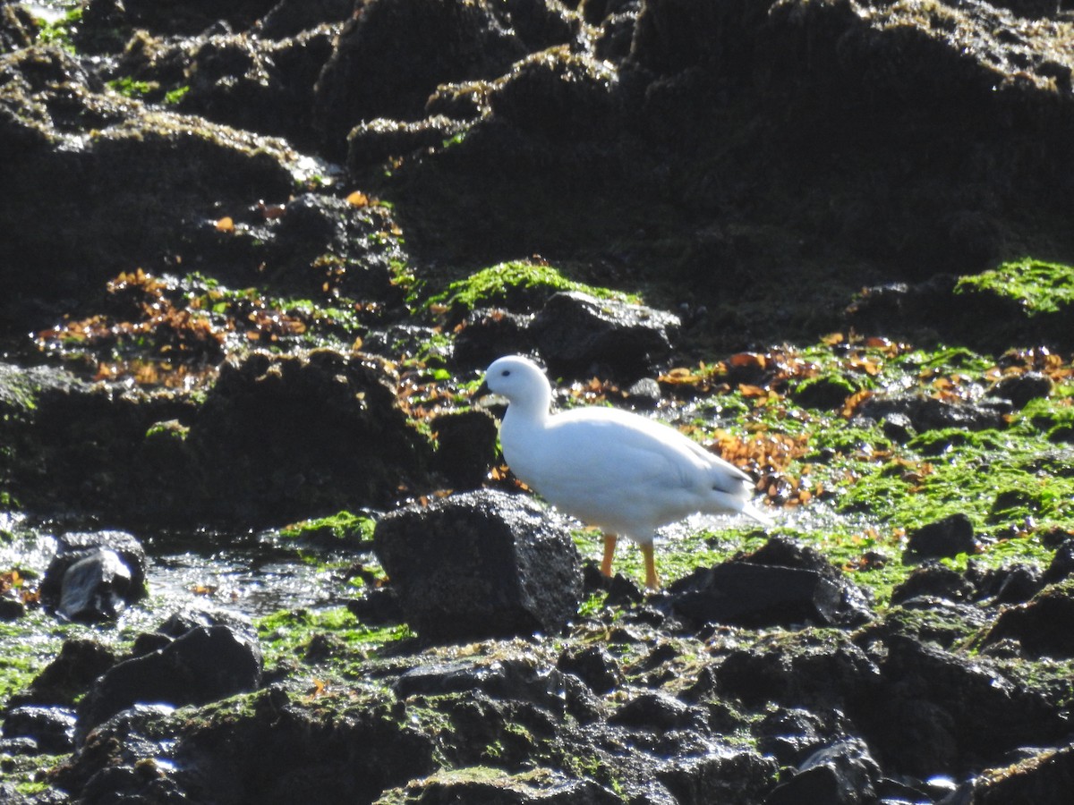 Kelp Goose - ML640728378